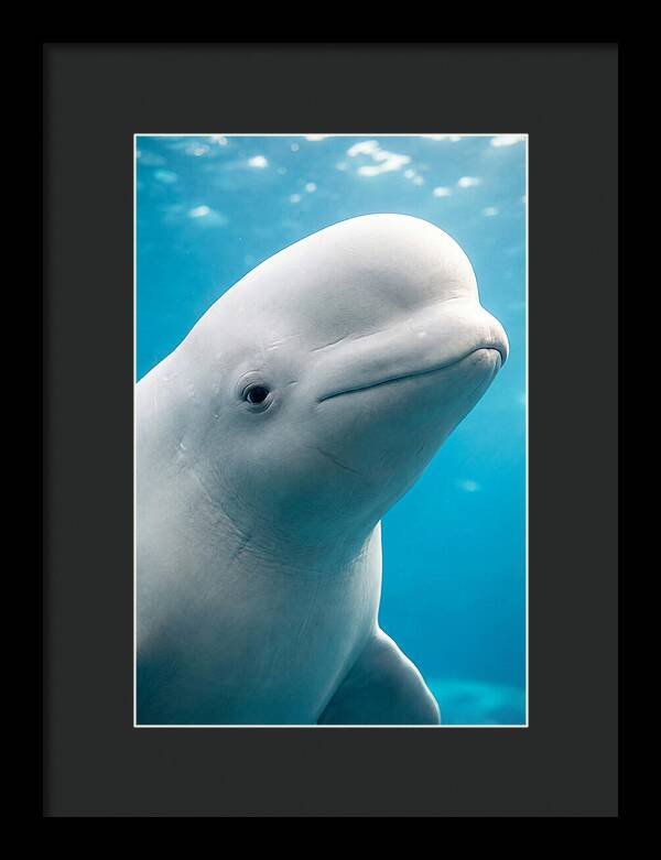 Beluga Whale Closeup