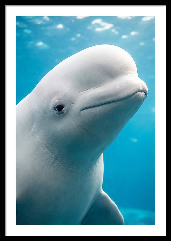 Beluga Whale Closeup