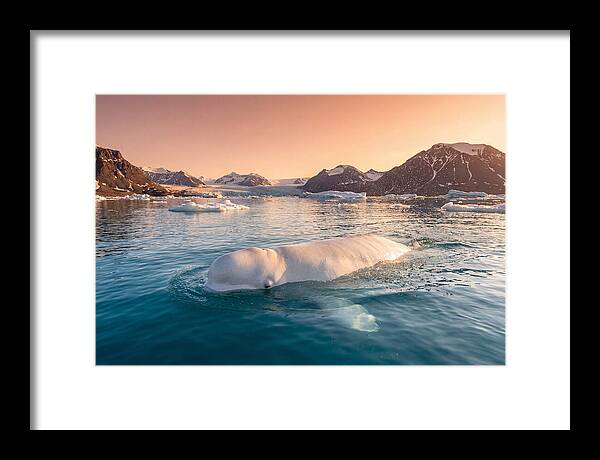 Beluga Whale Serenity