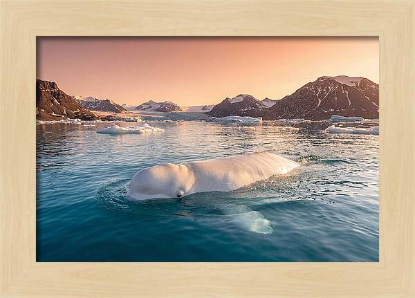 Beluga Whale Serenity