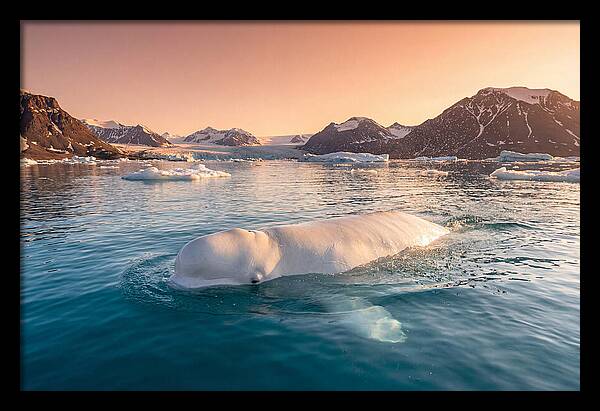 Beluga Whale Serenity