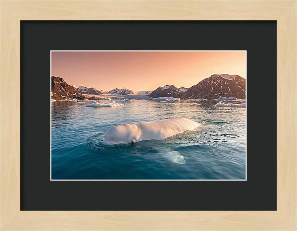 Beluga Whale Serenity