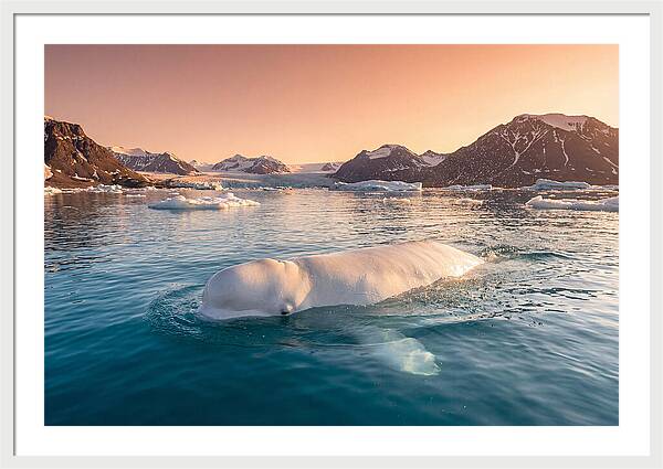 Beluga Whale Serenity