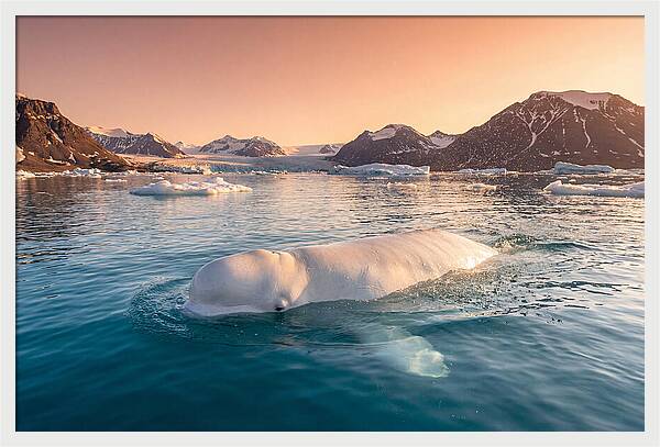 Beluga Whale Serenity