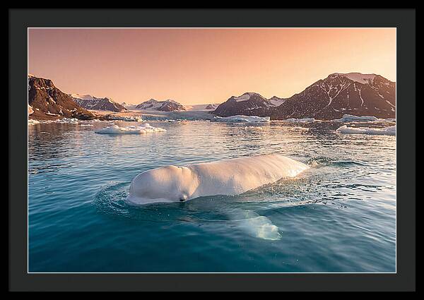 Beluga Whale Serenity