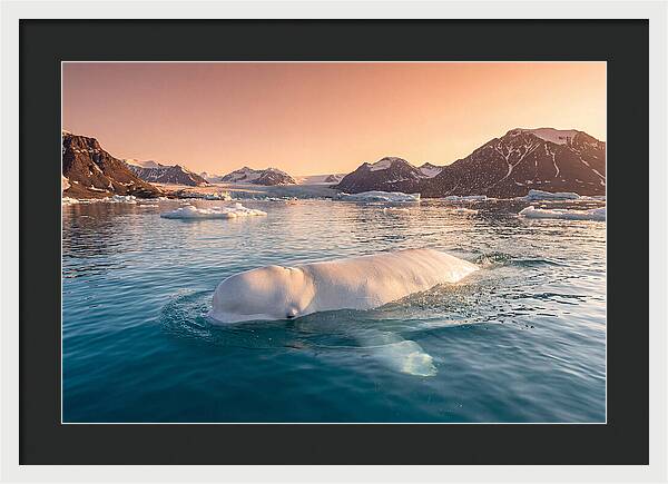 Beluga Whale Serenity