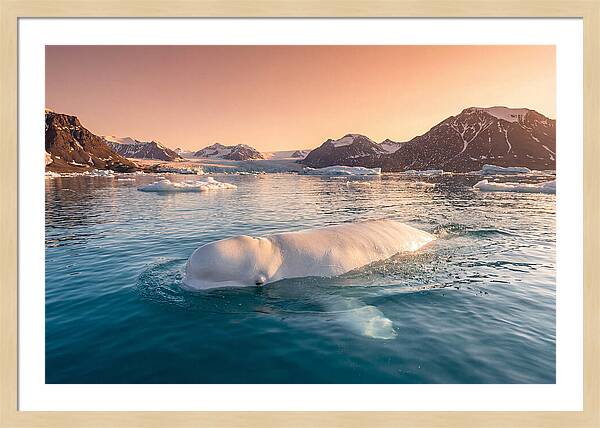 Beluga Whale Serenity