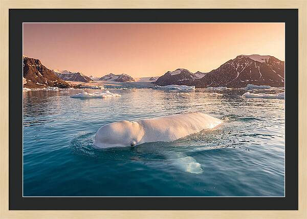 Beluga Whale Serenity