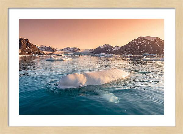 Beluga Whale Serenity