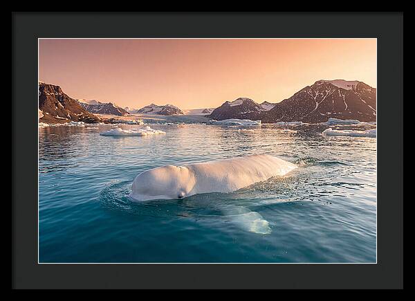 Beluga Whale Serenity