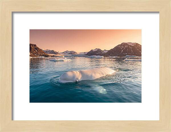 Beluga Whale Serenity