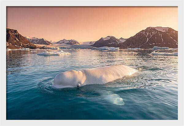 Beluga Whale Serenity