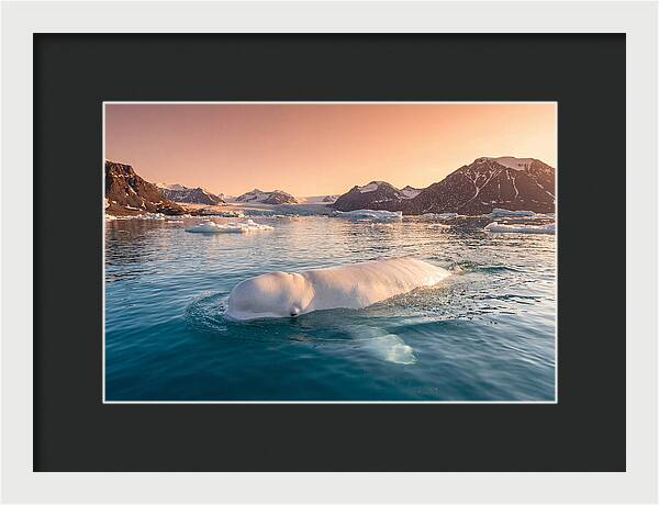 Beluga Whale Serenity