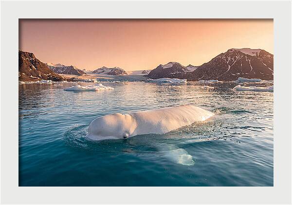 Beluga Whale Serenity