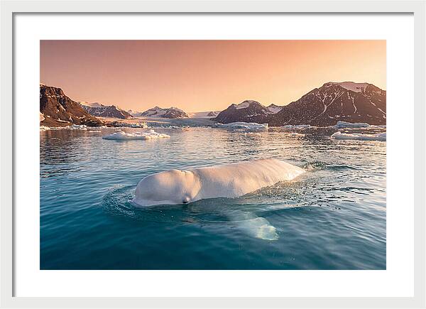 Beluga Whale Serenity