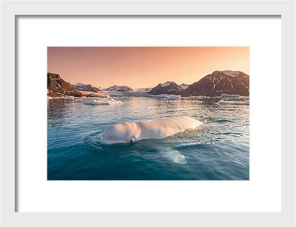 Beluga Whale Serenity