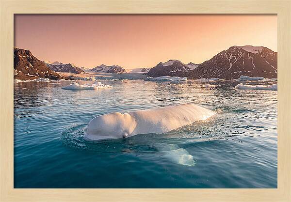 Beluga Whale Serenity