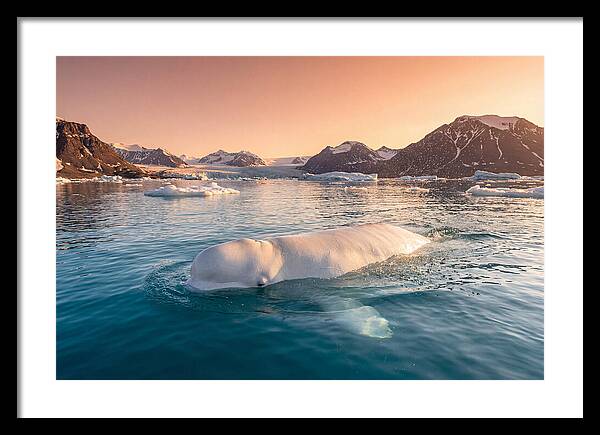 Beluga Whale Serenity