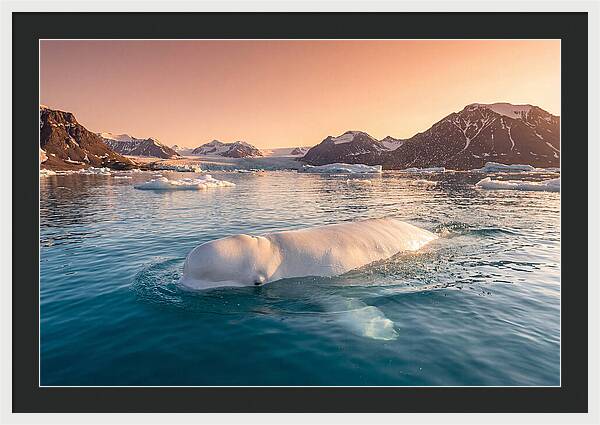 Beluga Whale Serenity