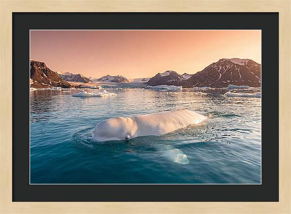 Beluga Whale Serenity