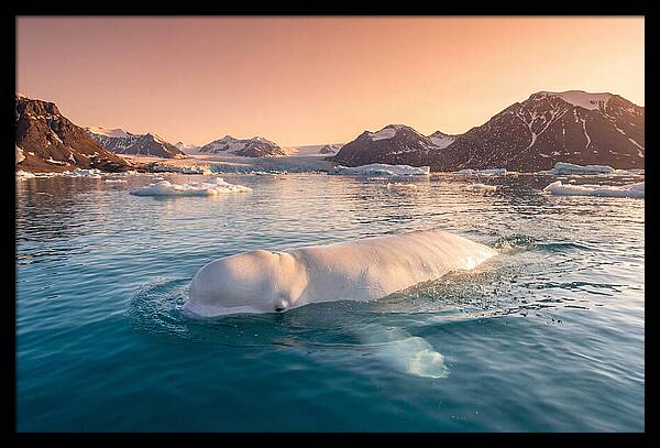Beluga Whale Serenity