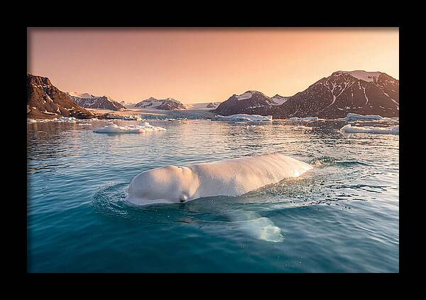 Beluga Whale Serenity