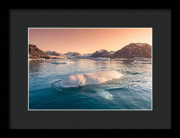 Beluga Whale Serenity