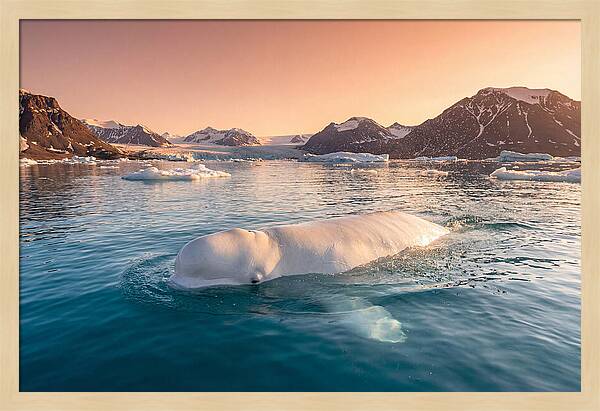 Beluga Whale Serenity