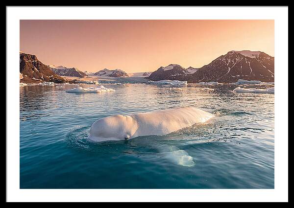 Beluga Whale Serenity