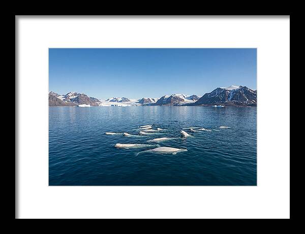 Beluga Whales In Arctic Serenity