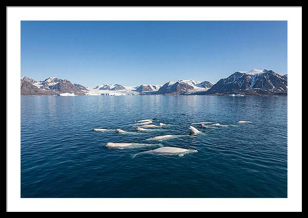 Beluga Whales In Arctic Serenity