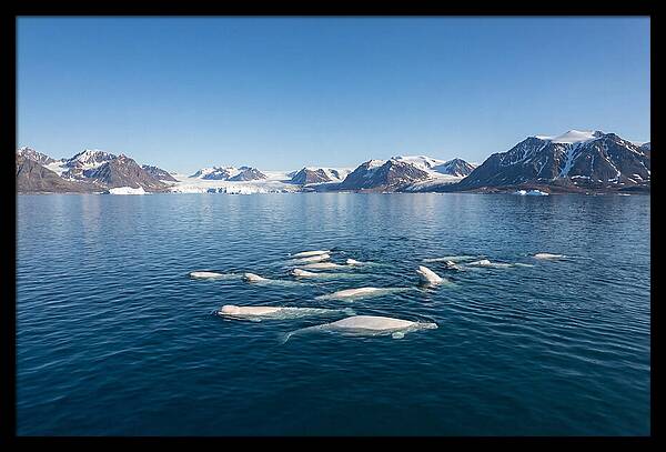 Beluga Whales In Arctic Serenity