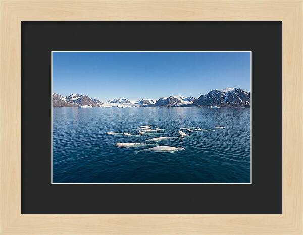 Beluga Whales In Arctic Serenity
