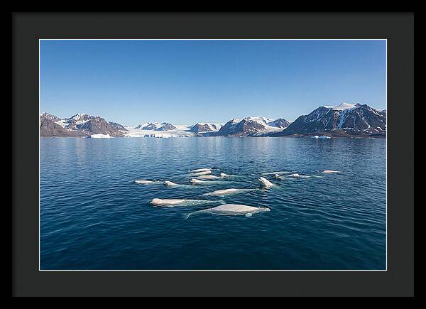 Beluga Whales In Arctic Serenity