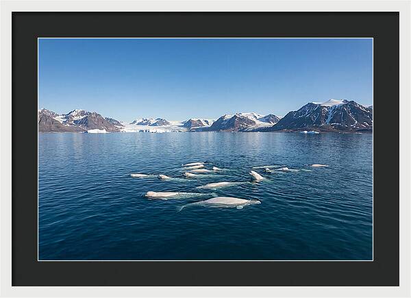 Beluga Whales In Arctic Serenity