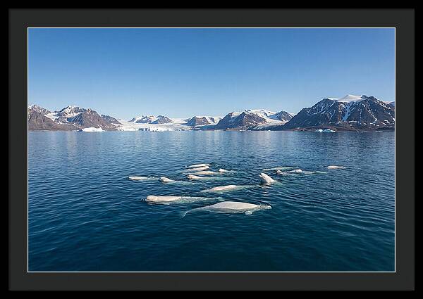 Beluga Whales In Arctic Serenity
