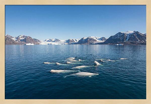 Beluga Whales In Arctic Serenity