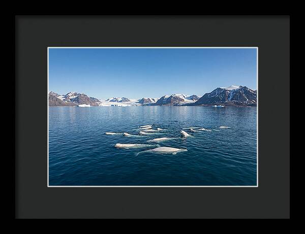 Beluga Whales In Arctic Serenity