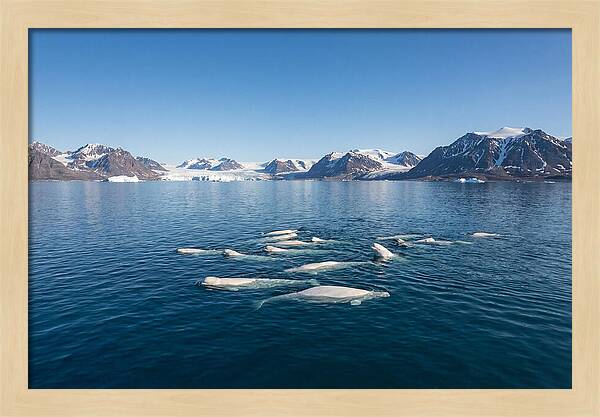 Beluga Whales In Arctic Serenity