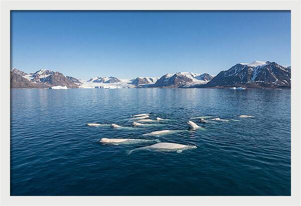 Beluga Whales In Arctic Serenity