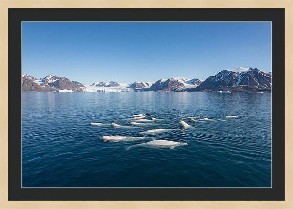 Beluga Whales In Arctic Serenity