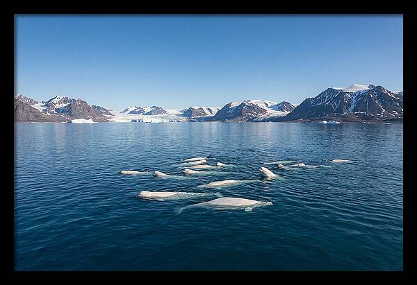 Beluga Whales In Arctic Serenity