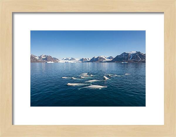 Beluga Whales In Arctic Serenity