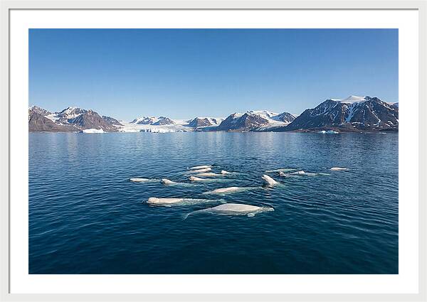 Beluga Whales In Arctic Serenity