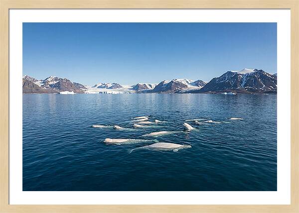 Beluga Whales In Arctic Serenity