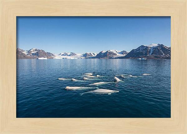 Beluga Whales In Arctic Serenity