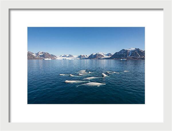 Beluga Whales In Arctic Serenity
