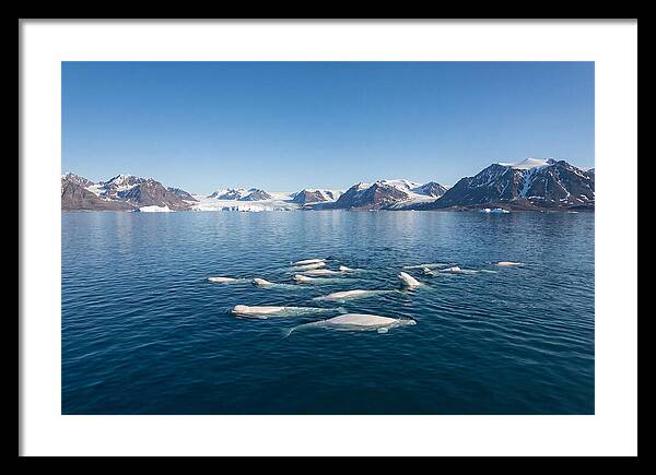 Beluga Whales In Arctic Serenity