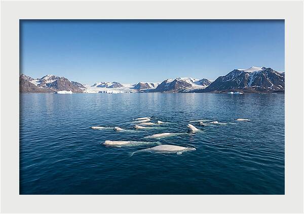 Beluga Whales In Arctic Serenity