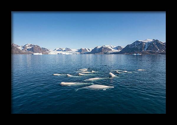 Beluga Whales In Arctic Serenity